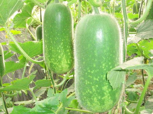 沧州吃瓜爆料视频大全,视频大全揭秘当地热点事件 第1张 沧州吃瓜爆料视频大全,视频大全揭秘当地热点事件 第1张